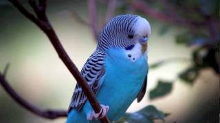 Brenda Lee  -  " Only You "