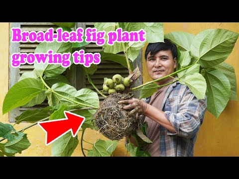 Förökningsmetod Bredbladiga fikon med grenar hemma, det är väldigt enkelt | Björnens trädgård