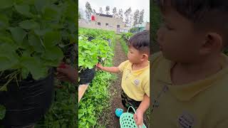 Download lagu Wisata Petik Strawberry mp3