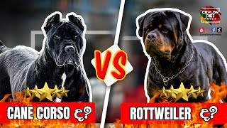 Cane Corso VS Rottweiler |Cane Corso සහ Rottweiler සටන - Sinhala review | Ceylon Pet Media
