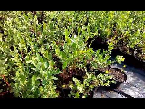 Саженцы голубики инвитро