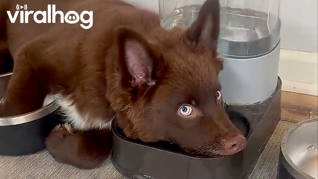 Aussie Pup Resting in Water Bowl || ViralHog