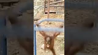 Download lagu VIDEO LUCU || MONYET NANGIS 😭 #shorts #shortvideo #tiktok ##viralvideo #indonesia mp3