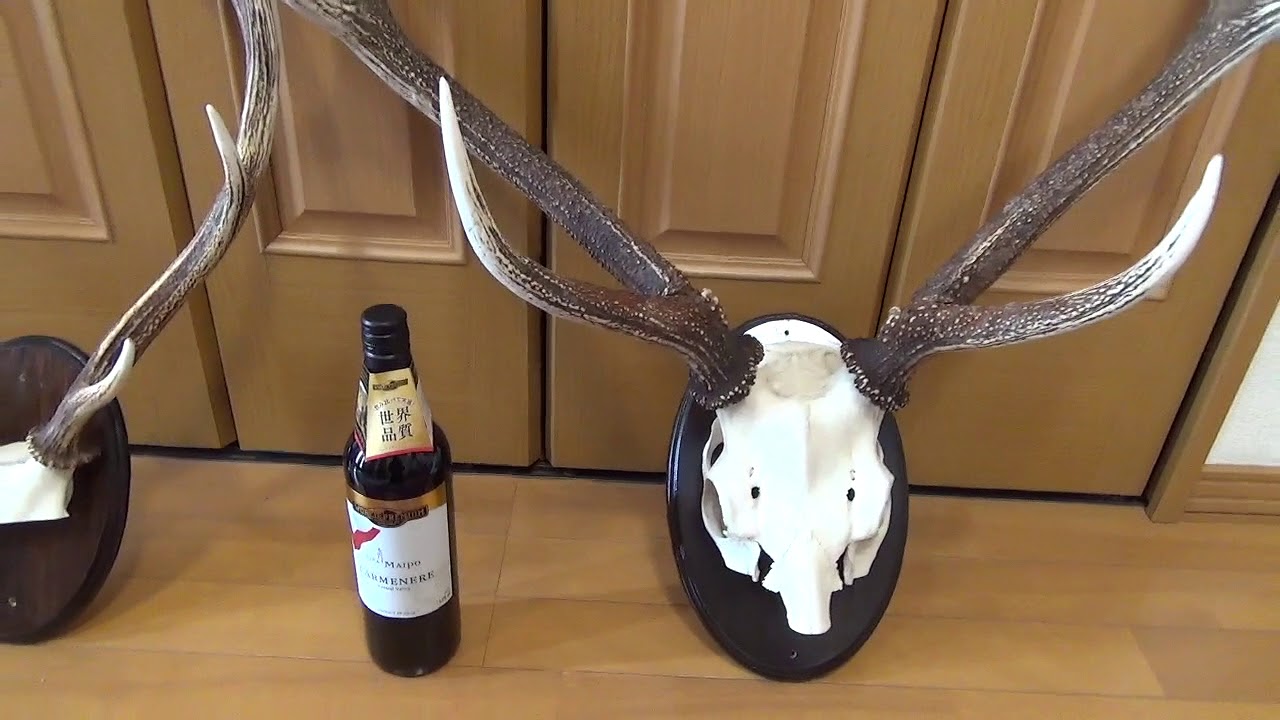 今回の角、実は大三段でした