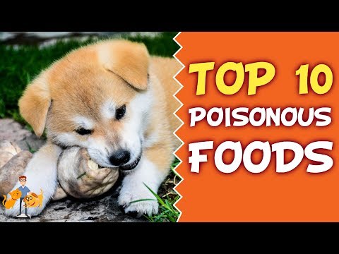 Common Pet Poisons: Top 10 Poisonous Food for Cats and Dogs