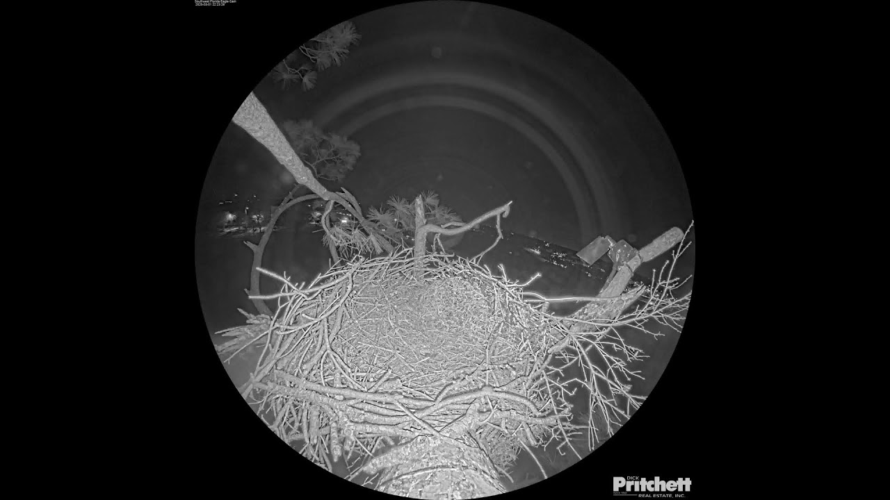 Southwest Florida Eagle Cam - Cam 360