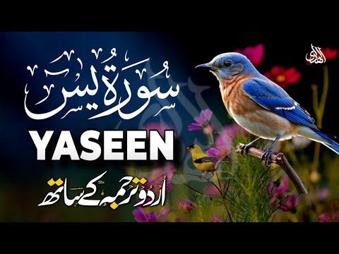 Surah Yaseen Urdu Tarjuma ke Sath | Peaceful Recitation | Episode - 597