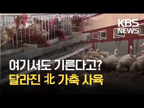 , title : '[요즘 북한은] 공장에도 돼지가?…북한 가축 사육 장려 외 / KBS 2021.04.10.'