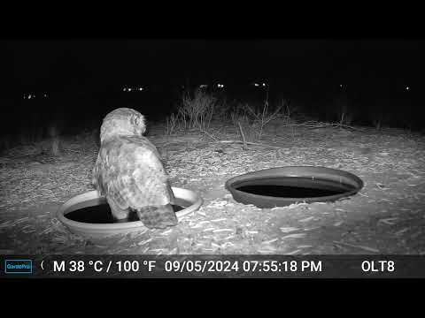 When A Barn Owl And Great Horned Owl Meet