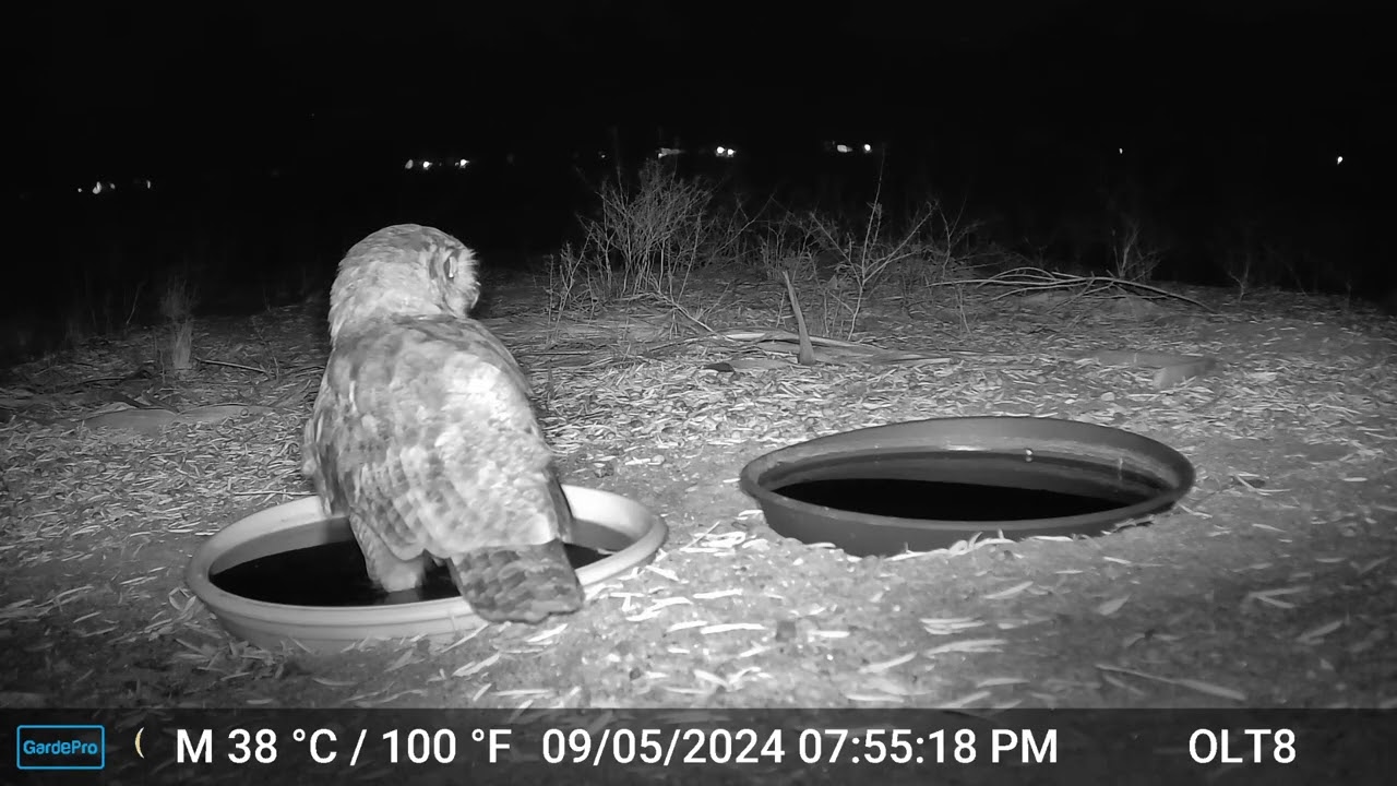 S2E18: When A Barn Owl And Great Horned Owl Meet