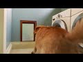 Dug Days Intro 12s 1080P 60FPS