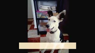 Pastor belga malinois cruzado con Border collie