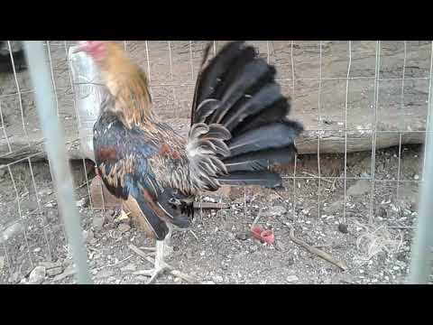 Gallina Hatch