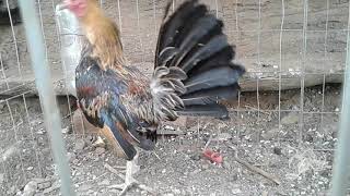 gallo gallina hatch