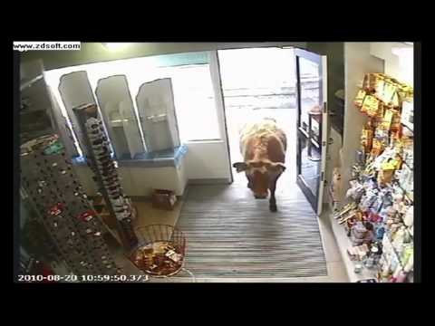 Daan - El Desastre (Don't Mess With The Bull)