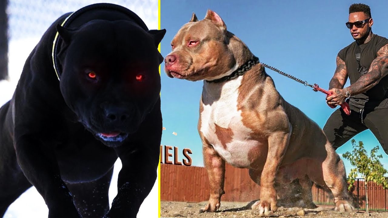 10 CÃES MAIS TEMIDOS CRIADOS PELO HOMEM