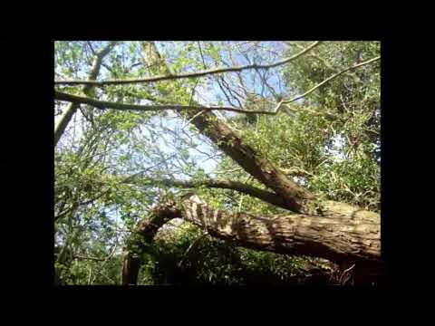 THE MAGIC WOODLAND PATH.2 EARLY SPRING.APRIL 2018.