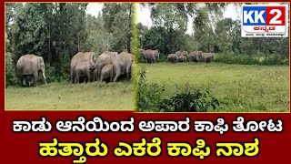 ಕಾಡು ಆನೆಯಿಂದ ಅಪಾರ ಕಾಫಿ ತೋಟ ಹತ್ತಾರು ಎಕರೆ ಕಾಫಿ ನಾಶ.... 29/09/2025