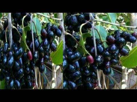 jamun fruits ( black plum)taste in pakistan ||sagheer vlogs 7733