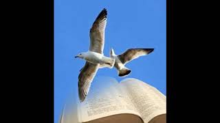 Freedom (cover) Roger Miller