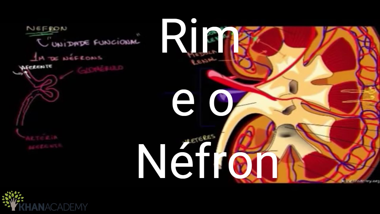O rim e o néfron | Biologia Humana | Khan Academy