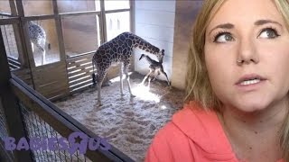 RANTING ABOUT APRIL THE GIRAFFE HAVING HER BABY...!