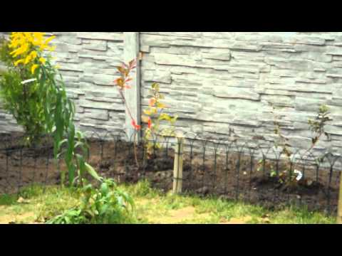 Nikon D90 D-Movie Test