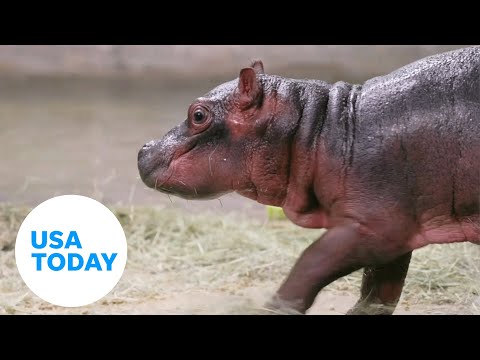 Adorable baby hippo born at the Dallas Zoo | USA TODAY
