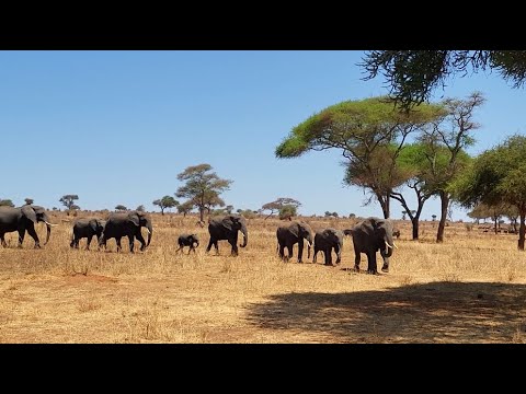 Schwiizer Kiddies - Jambo