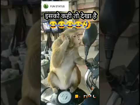Download funny short video - whatsapp status mp3 free and mp4 Download funny short video - whatsapp status mp3 free and mp4