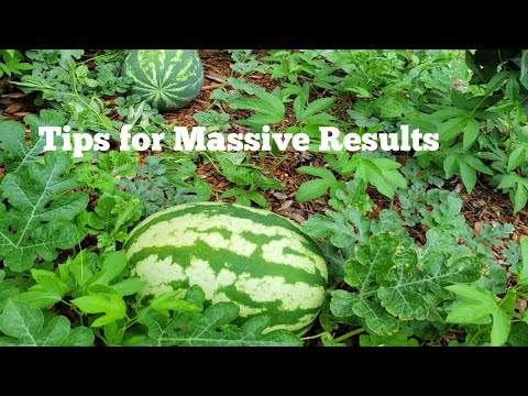 How to Care for Watermelon Plants during the Grow Season? 🍉 🍉 🍉