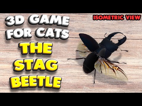 3D game for cats | The Stag Beetle (isometric view) | 4K, 60 fps, stereo sound