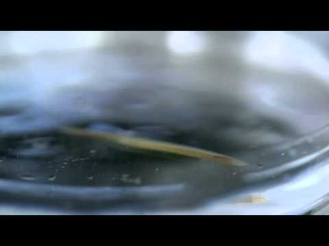 Your 500-Million-Year-Old Brain — HHMI BioInteractive Video