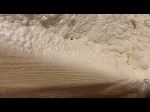 Ladybugs Crawling Through the Insulation in Bedminster, NJ