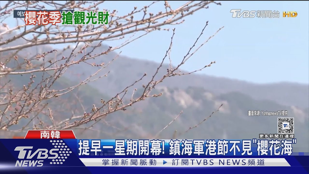 南韓人雙重苦!鎮海軍港節不見「櫻花海」 攤商還趁機漲價