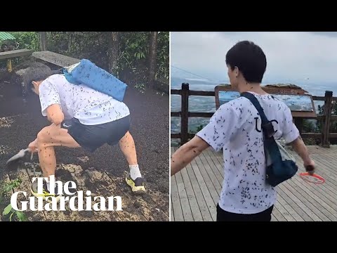 South Korea suffering from 'lovebug' swarm explosion