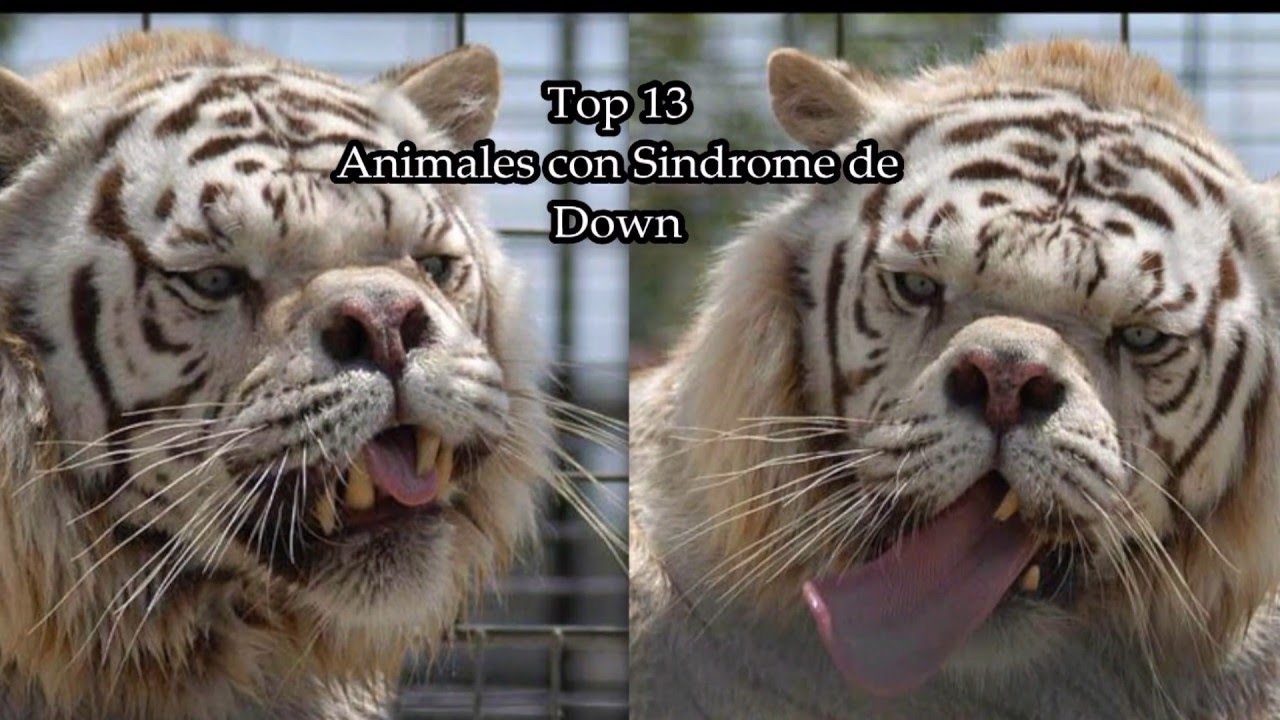 TOP 13 ANIMALES CON SÍNDROME DE DOWN