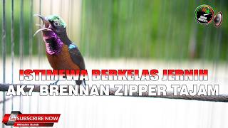 Download lagu MASTERAN KONIN PEDAS BERKUALITAS FULL ISIAN CIBLEK AK47 CILILIN VS ZIPPER PLECI MEWAH mp3