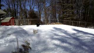 Sasha, Midnight, and Lucy