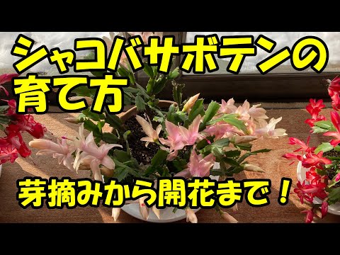 枯れたクリスマスサボテンを植え替えて復活させる
