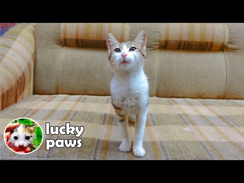 The Cat Stopped Eating Because it Was Abandoned And Soon Became Emaciated | Lucky Paws
