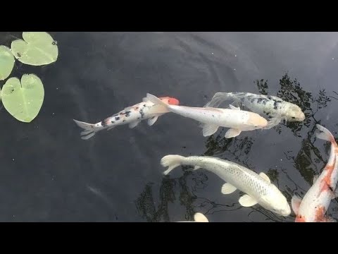 ℕ𝕒𝕕𝕒 𝚖𝚎 𝚊𝚏𝚎𝚝𝚊･ﾟ✧❀ (𝚂𝚞𝚋𝚕𝚒𝚖𝚒𝚗𝚊𝚕 𝚙𝚊𝚛𝚊 ℙ𝕣𝕠𝕥𝕖𝕔̧𝕒̃𝕠 𝔼𝕟𝕖𝕣𝕘𝕖́𝕥𝕚𝕔𝕒)