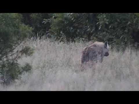 Djuma: Hyena known as 'June' walking in open area - 04:36 - 12/06/20