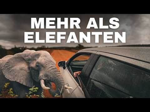 Addo Elephant Nationalpark Safari | Tipps, Löwen & Wildnis | Ep. 1