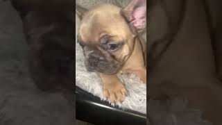 French Bulldog Puppies Videos