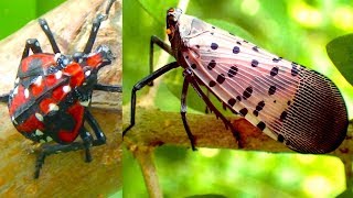 Spotted Lanternfly Adult and Nymph