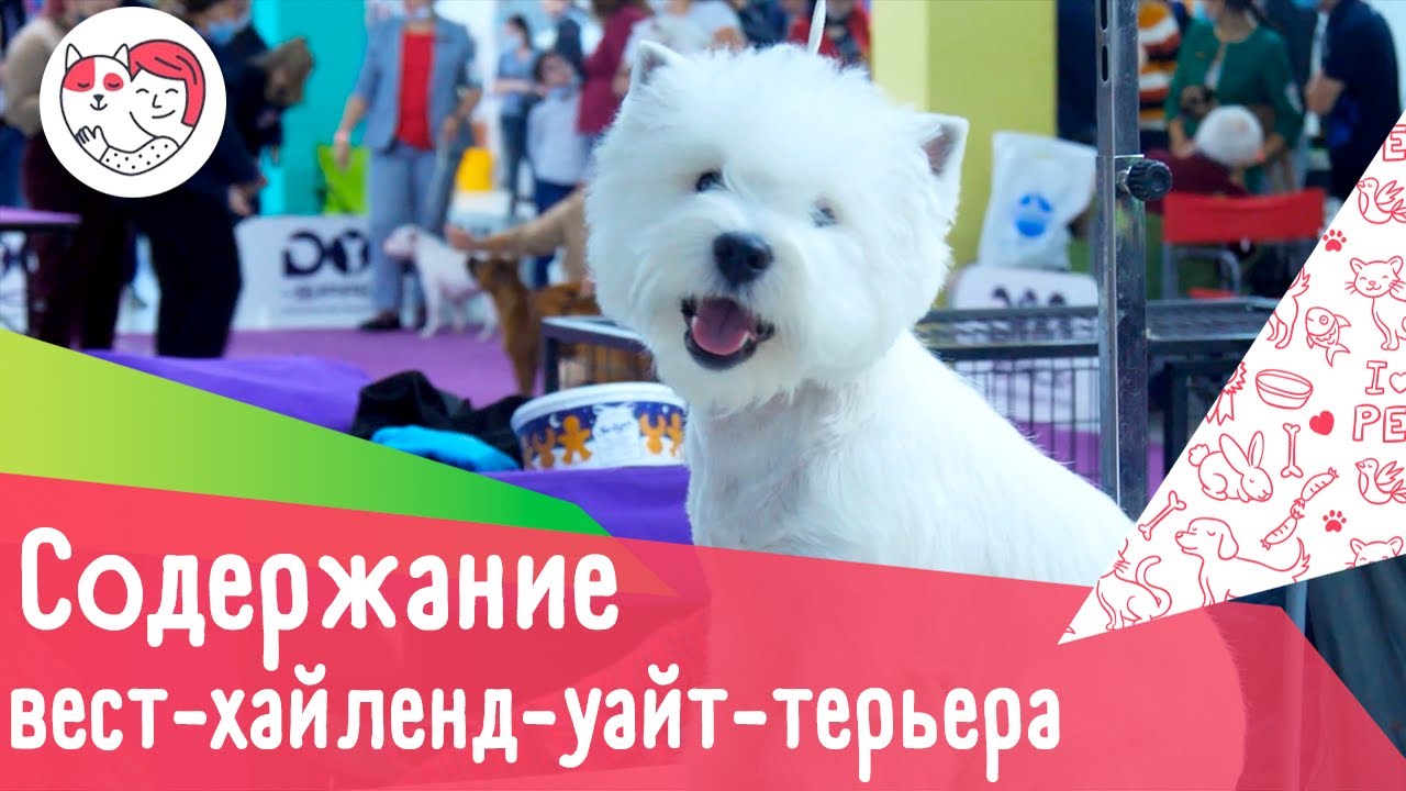 5 особенностей содержания вест-хайленд-уайт-терьера