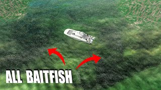 MASSIVE School of Bait Fish SURROUNDS our Boat!!