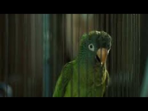 Paulie (1998): UP YOURS, JACKASS