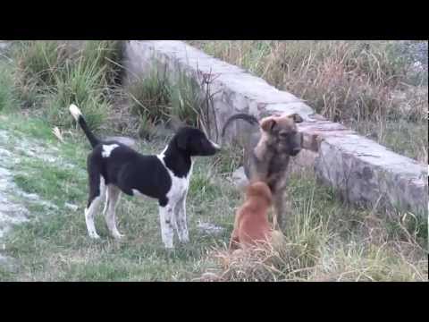 Dogs Fight Training